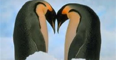 Pinguini in amore, psicologia di coppia e relazioni