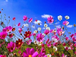 fiori, come raggiungere la serenità dell'essere