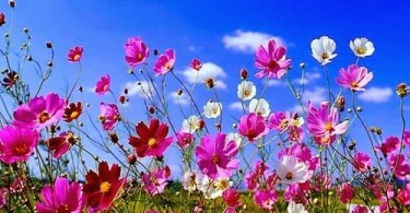 fiori, come raggiungere la serenità dell'essere